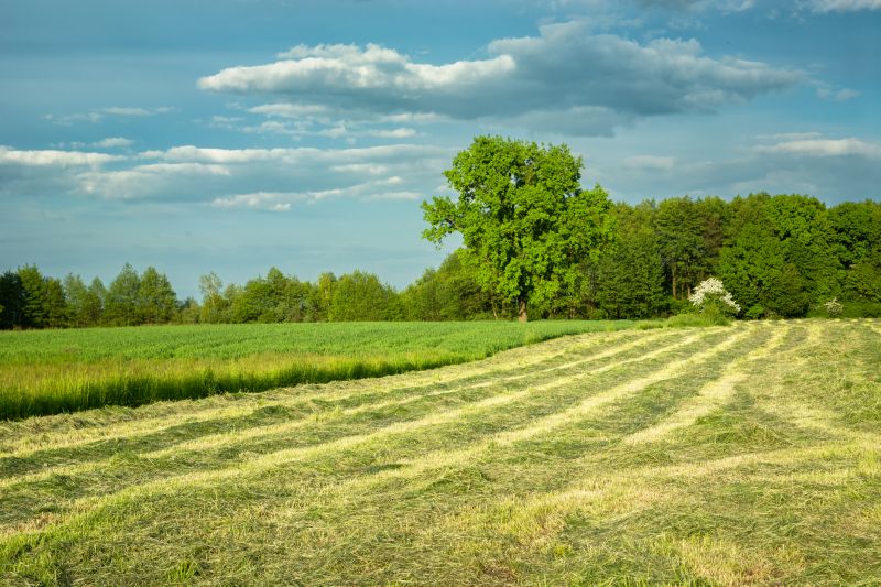 Meadow Mowing in Duluth, MN