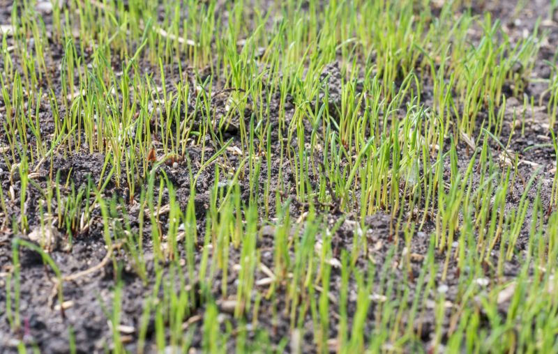 Grass Seed Installation in Honolulu, HI