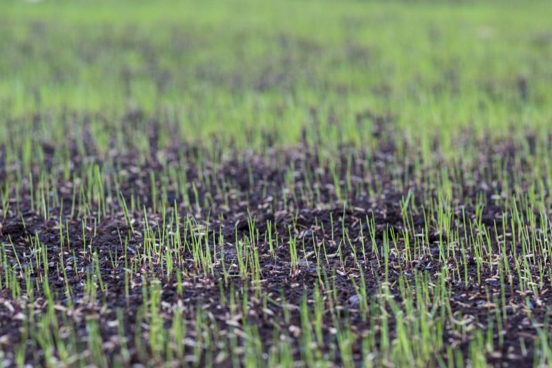 New Construction Lawn Seeding in Ventura County, CA