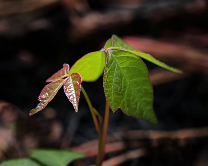 Poison Ivy Removal in Newark, DE