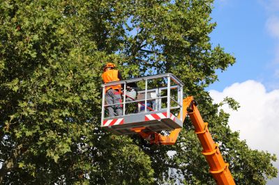Tree Service Providers