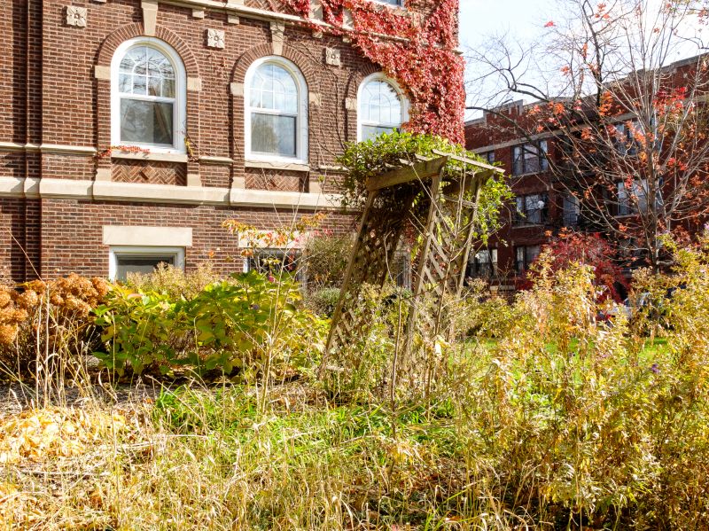 Professional cleanup transforms an overgrown yard