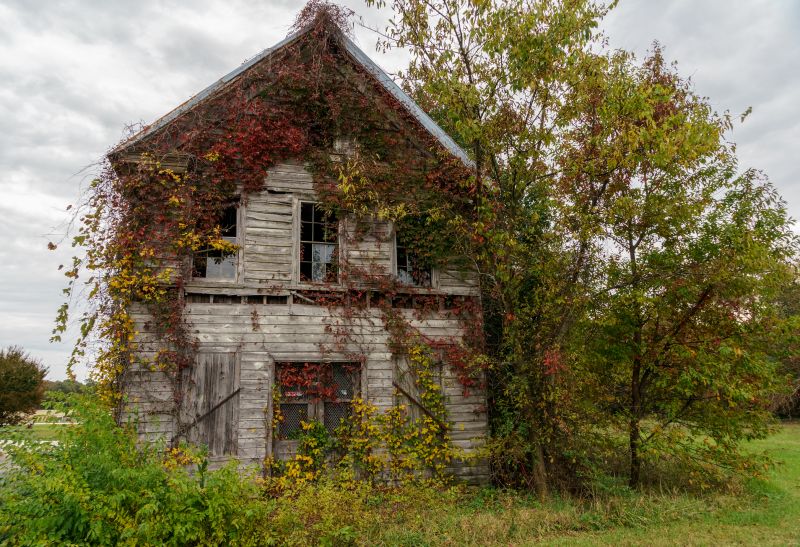Removing weeds, debris, and excess foliage allows your lawn